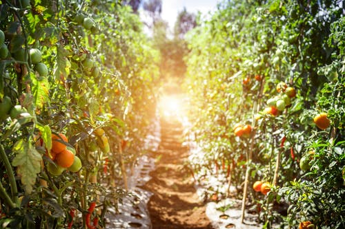 سموم مصرفی تابستان و بهار در کشاورزی